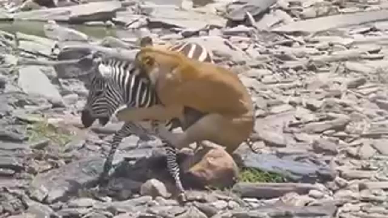 Lion attack zebra