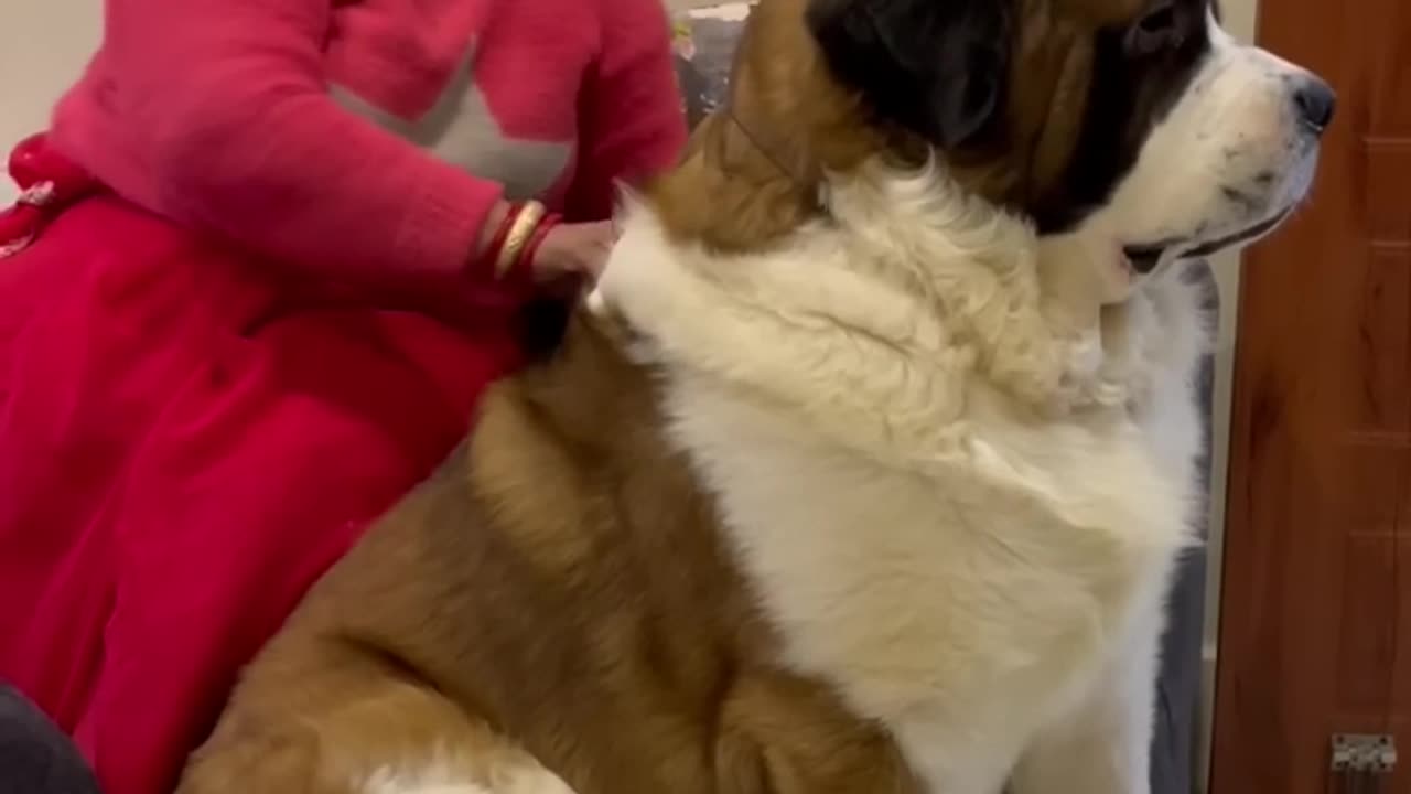 World's biggest dog 🐕