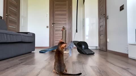Playing Cat video