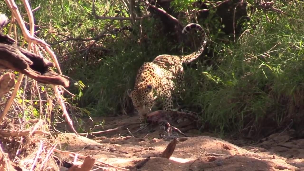 Watch as a Leopard climbs down a tree to feaston an Impala #nature #wildlife #animals