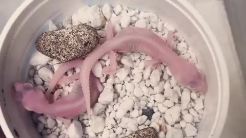 Lovely home pets #8