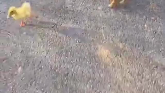 Cute Puppy Plays with His Feathered Friends Too Cute