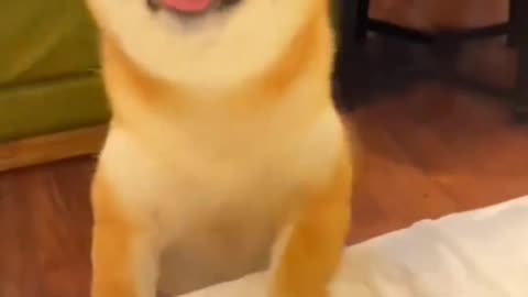 Watch till the end 🤣🤣😄😄