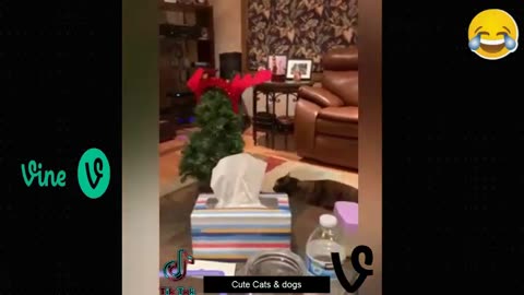 Best Funny Animal Videos Of The 2023 🤣 - Funniest Cats And Dogs Videos 😺😍😂🐶 Funny cat & dog videos 😍
