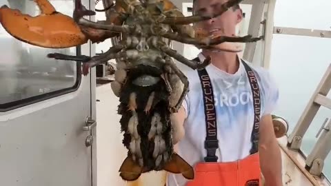 Huge lobster