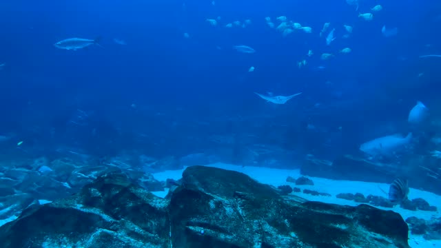 Under the depths of the sea next to marine animals