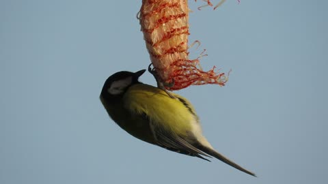 Green Sparrow Feeding on Food Placed in a Hanging Plastic