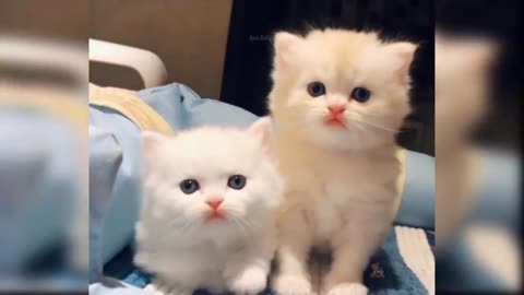 Cute and funny and sweet cat 🐈