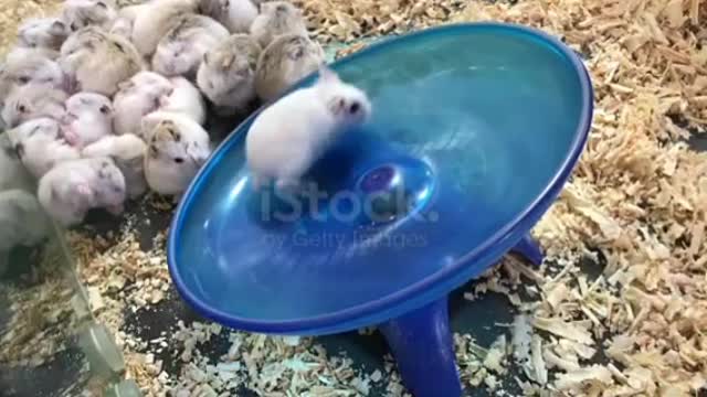 Hamster running on board❤️