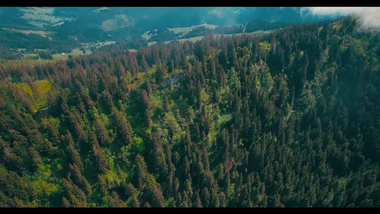 Birds singing in forest | Nature audio | Pleasant music