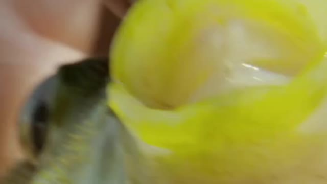 The puffer's mouth is strong enough to tear steel