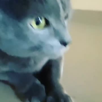 HORROR CAT SOUND ANGRY CAT