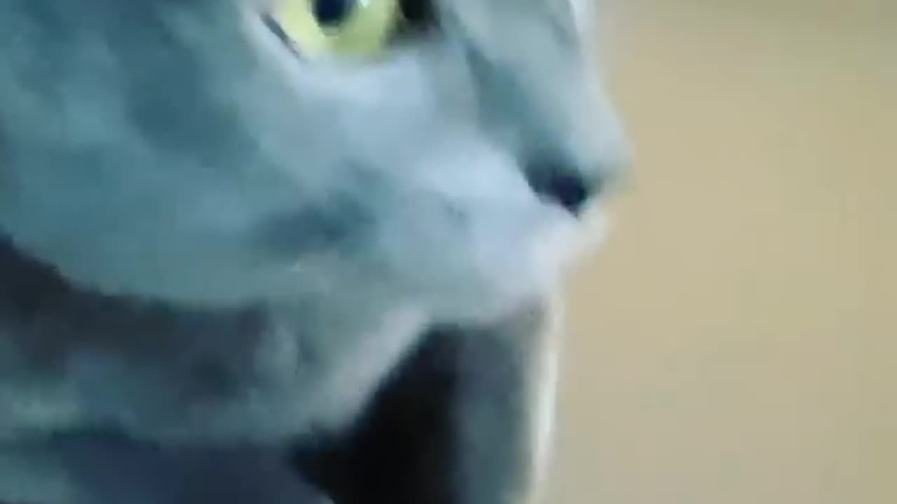 HORROR CAT SOUND ANGRY CAT