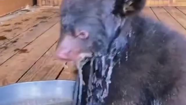 A cute little bear playing in a water