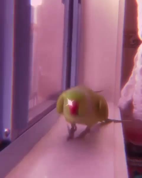 Bird world funny video 16