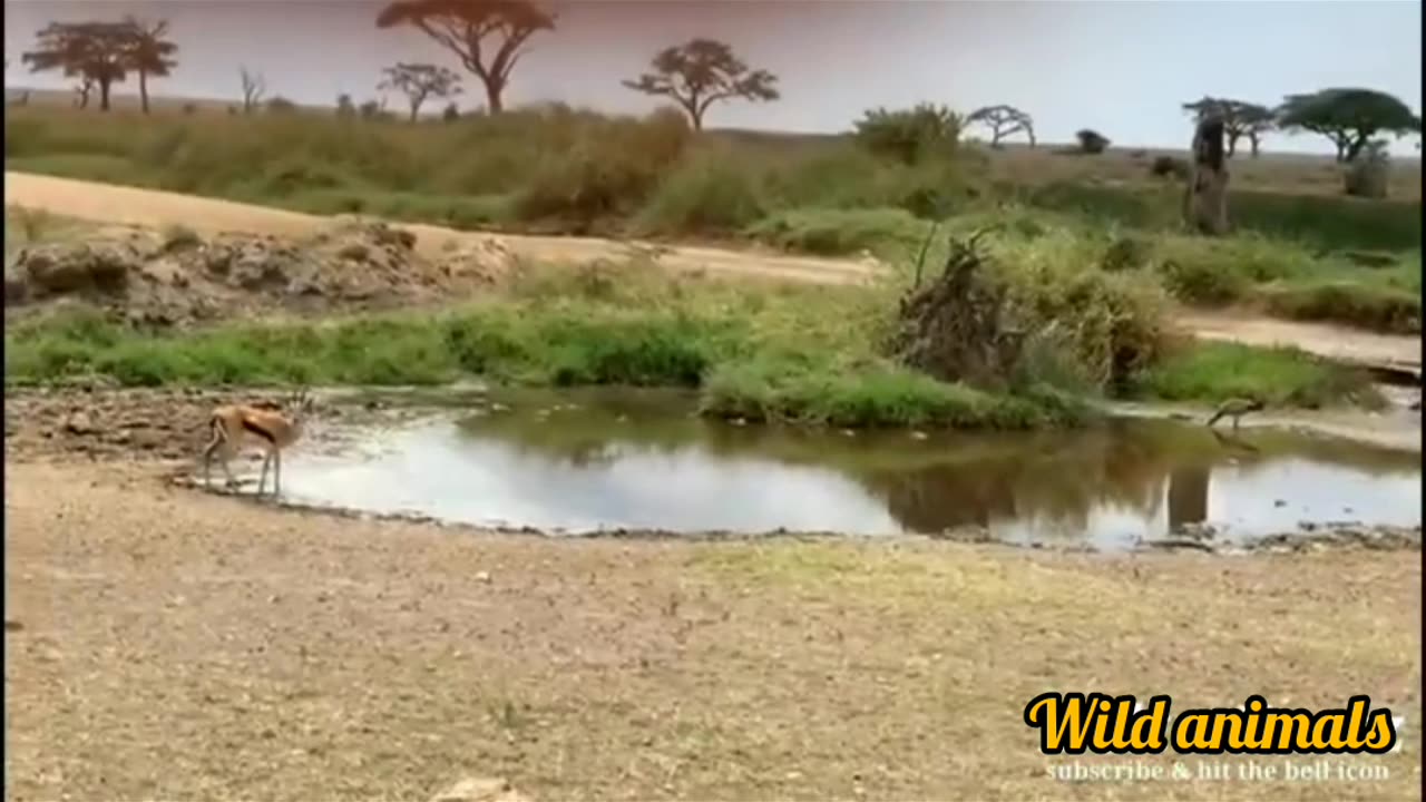 Wild animals