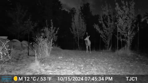 Deer Eating Sunflower