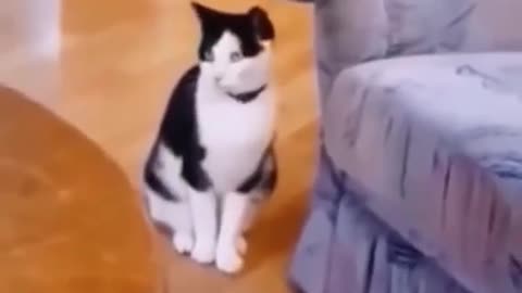 Cats are love💞💕😻😽