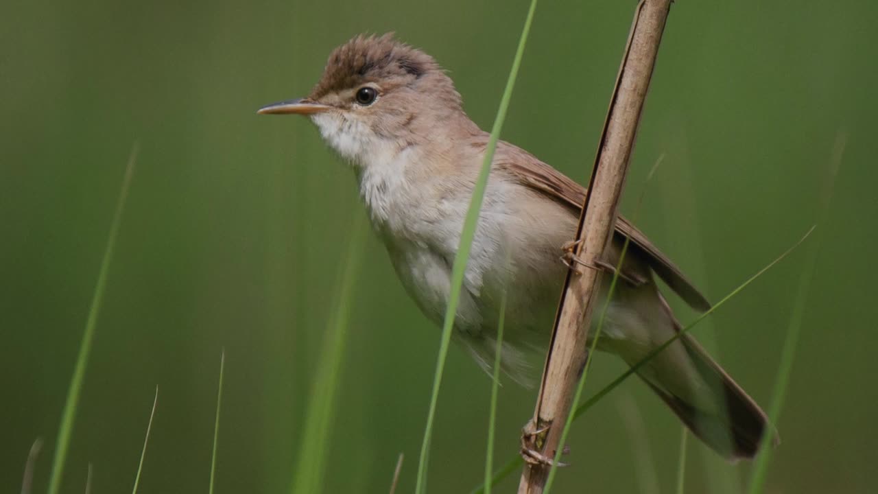 The Reed Warbler: Close Up HD Footage (Acrocephalus scirpaceus)