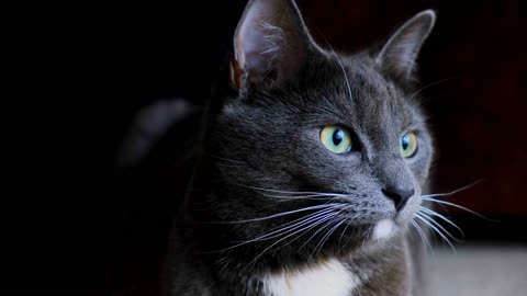 BLACK CAT