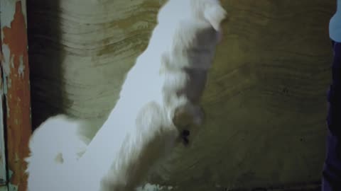 watch out this epic jump