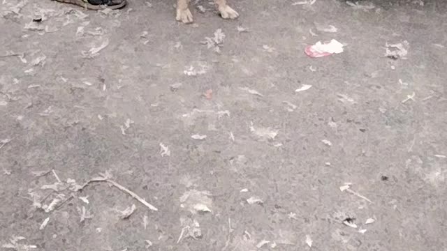 Dog Barking Sound Effect Video By Kingdom Of Awais