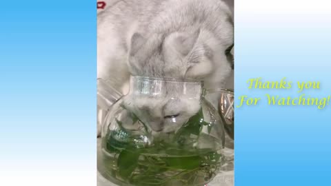 Cute Cats And Funny Dogs Videos Compilation