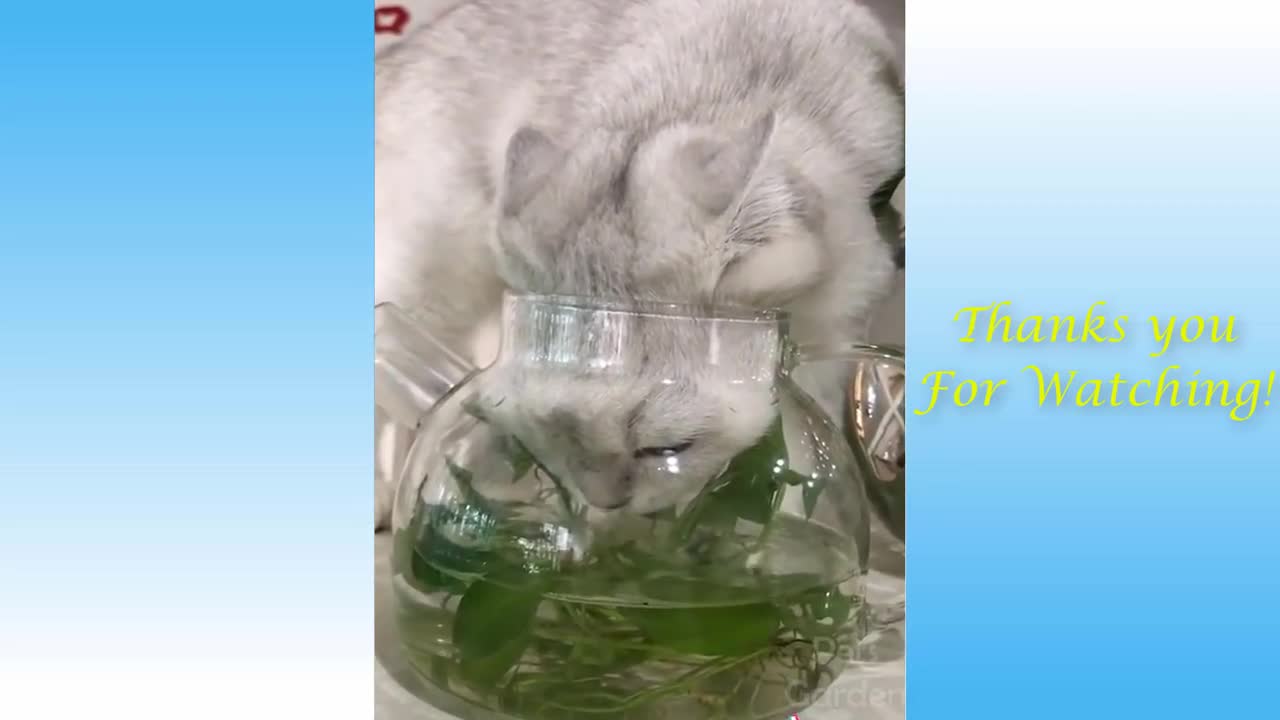 Cute Cats And Funny Dogs Videos Compilation