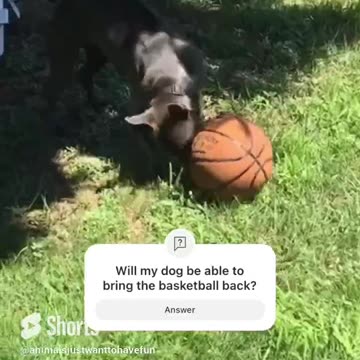 Playing fetch with basketball