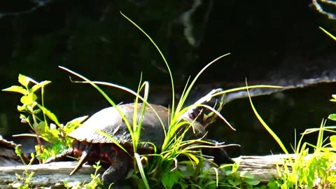 Painted Turtle