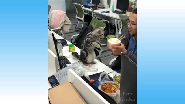 Cute Pets And Funny Animals Compilation #99
