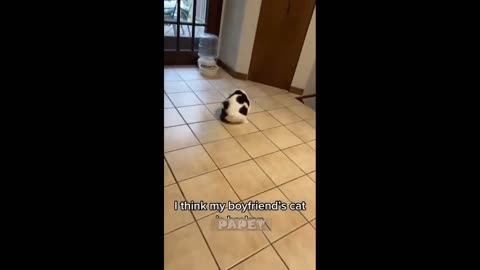 New Funniest Animals 2023 😂 Funny Cats and Dogs Videos 😺🐶