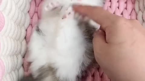 Kittens giggling ❤️🤗