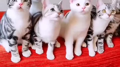 Cute cats