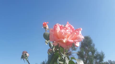 Rose and the sky