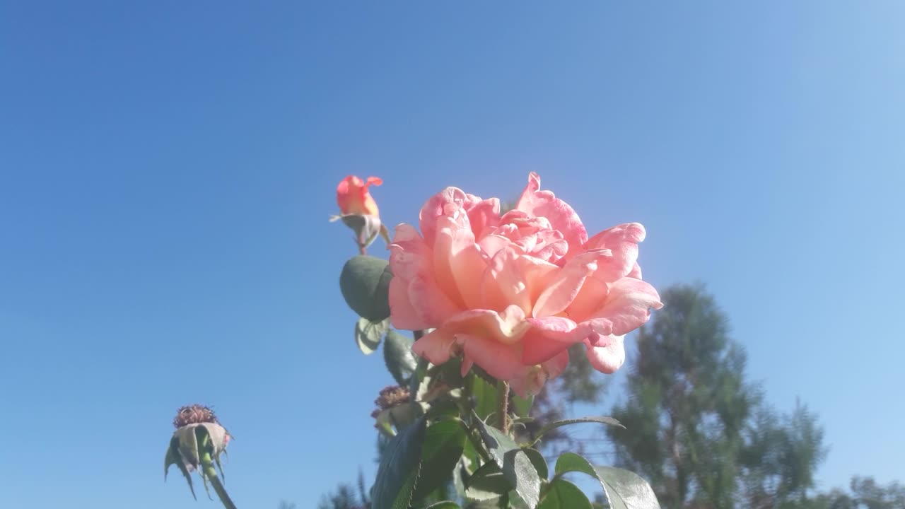 Rose and the sky