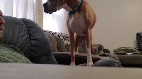 Boxer just wants dad's hand