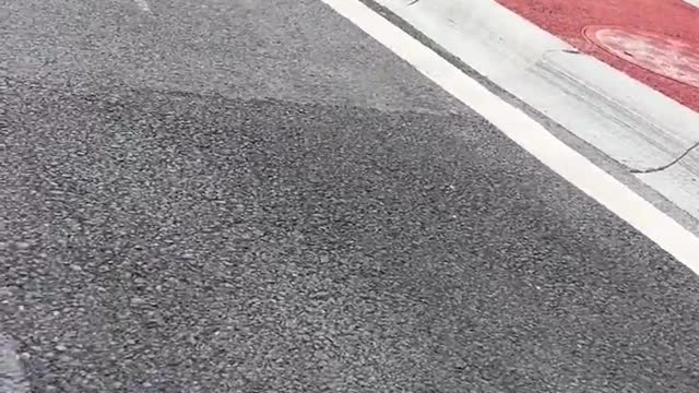 Cute Dog with cute jump