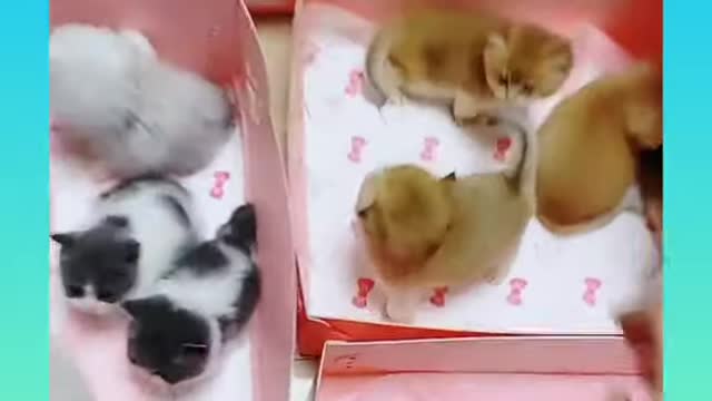 Cute and Funny Dogs Videos Compilation_