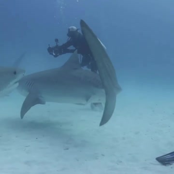 Chilling with tigers 🦈🦈