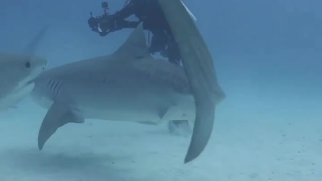 Chilling with tigers 🦈🦈