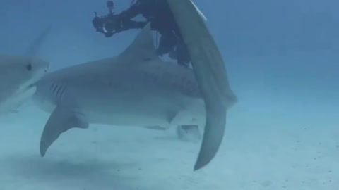 Chilling with tigers 🦈🦈