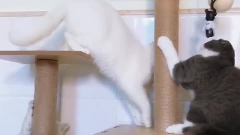 Cats are very playful at home, and although the place is small, it is still a lot of fun!