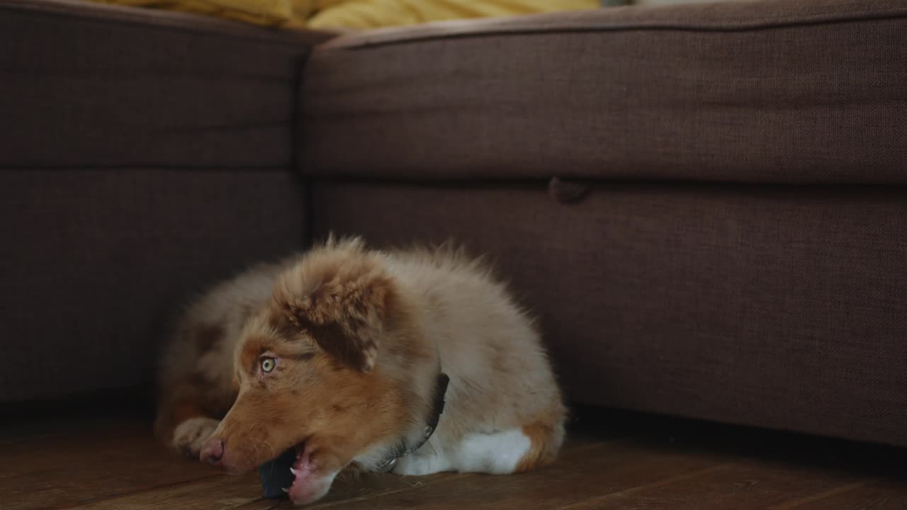 Dog Playing a Toy