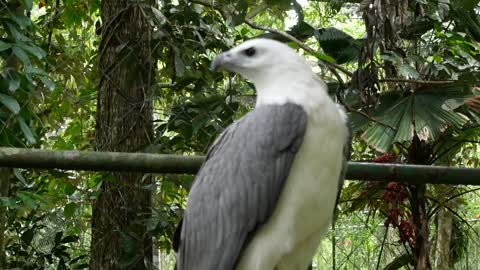 white and gray bald eagle