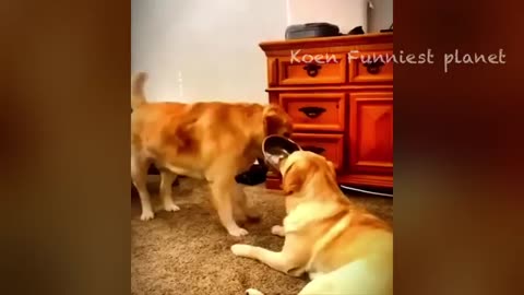 Funny animal video