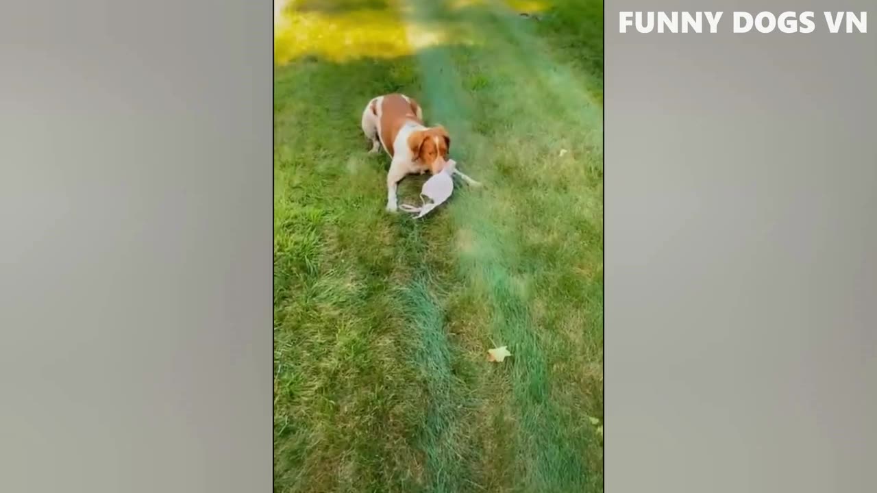Funny Dogs And Cats