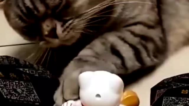 Funny cat vines