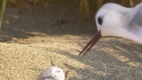 Funny Animal