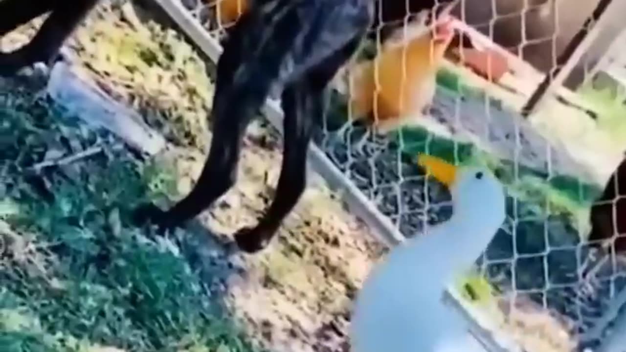 Funniest Videos 2022 😂 Funny Cats 🐱 and Dogs 🐶 Part 19